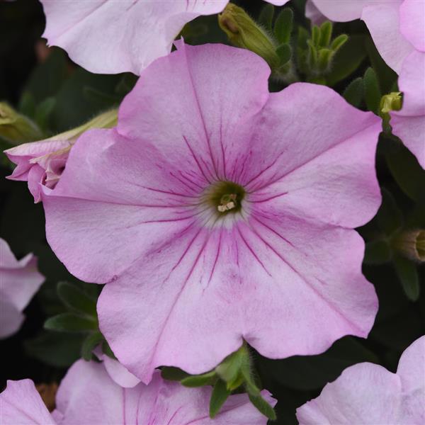 Easy Wave<sup>®</sup> Pink Pearl Bloom