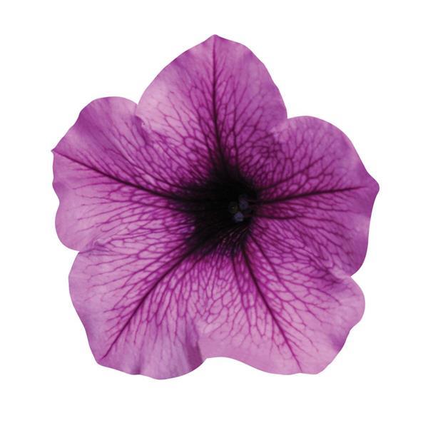 Easy Wave<sup>®</sup> Plum Vein Bloom