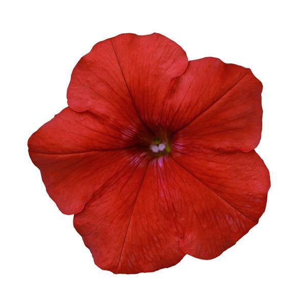 Easy Wave<sup>®</sup> Red Bloom
