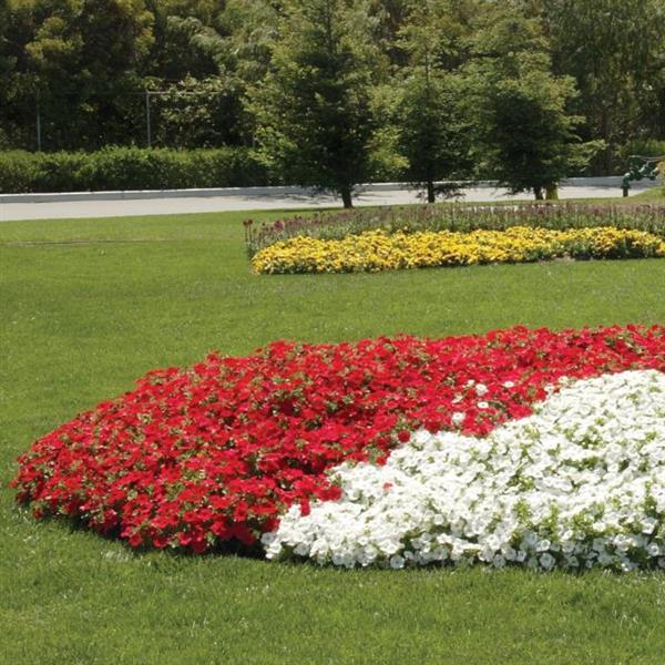 Easy Wave<sup>®</sup> Red Commercial Landscape 2