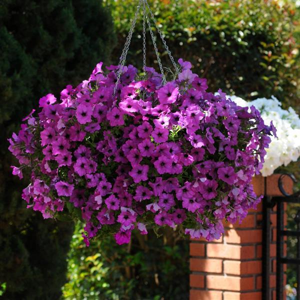 Easy Wave<sup>®</sup> Violet Basket