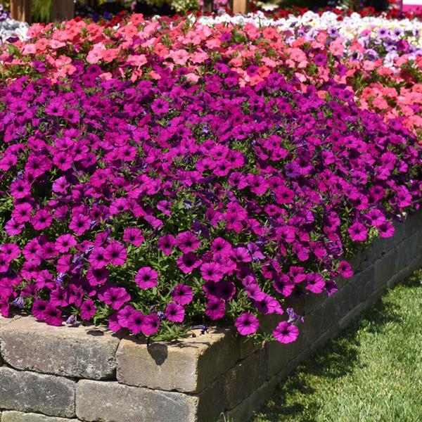 Easy Wave<sup>®</sup> Violet Landscape