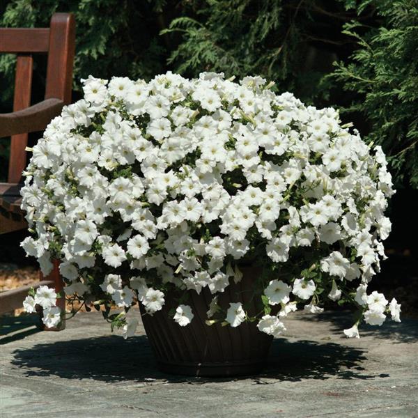 Easy Wave<sup>®</sup> White Container