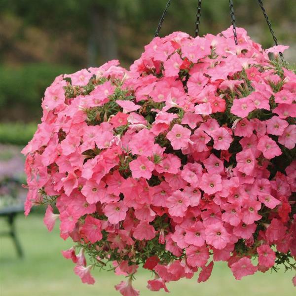 Easy Wave<sup>®</sup> Coral Reef Basket