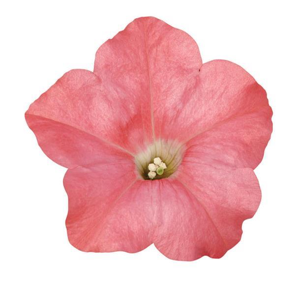 Easy Wave<sup>®</sup> Coral Reef Bloom