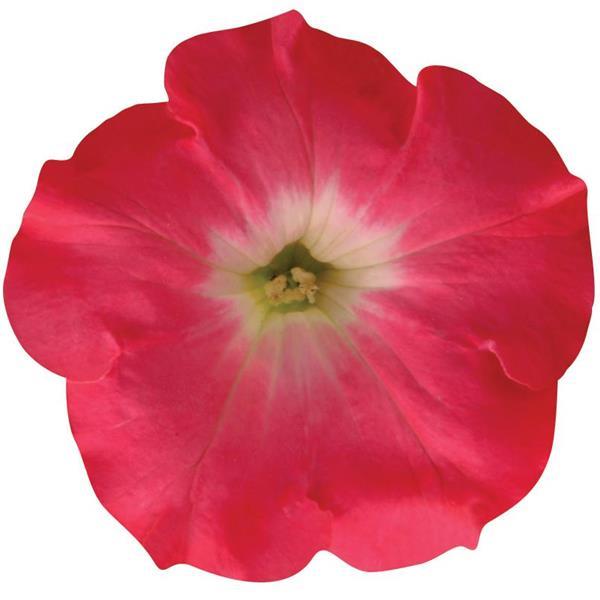 Easy Wave<sup>®</sup> Rosy Dawn Bloom