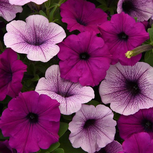 Easy Wave<sup>®</sup> Plum Pudding Mixture Bloom