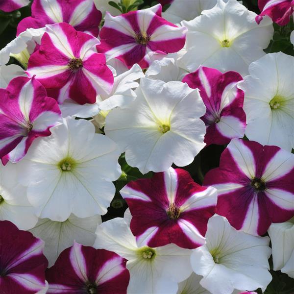 Easy Wave<sup>®</sup> Starfish Mixture Bloom