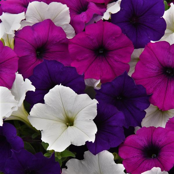 Easy Wave<sup>®</sup> Great Lakes Mixture Bloom