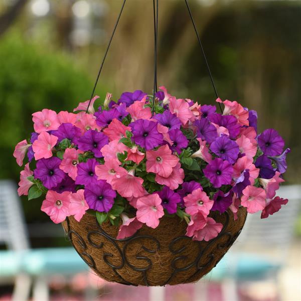 Easy Wave<sup>®</sup> Opposites Attract Mixture Basket