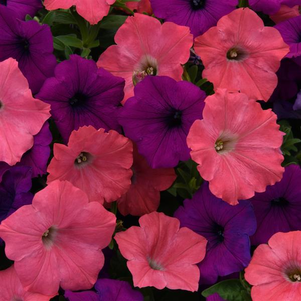 Easy Wave<sup>®</sup> Opposites Attract Mixture Bloom