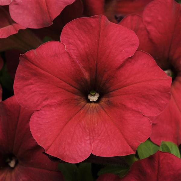 Easy Wave<sup>®</sup> Berry Velour Bloom