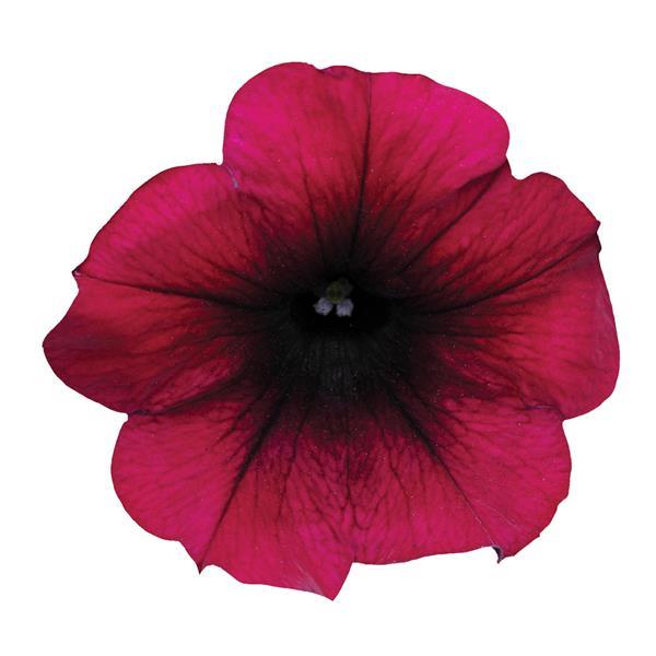Easy Wave<sup>®</sup> Burgundy Velour Bloom