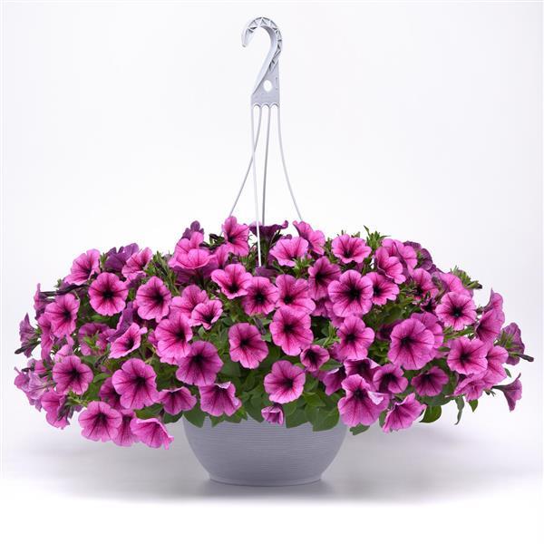 Easy Wave<sup>®</sup> Rose Fusion Basket