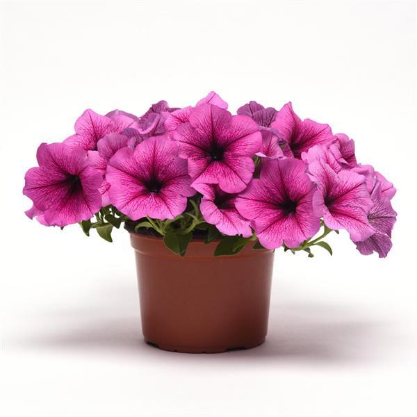 Easy Wave<sup>®</sup> Rose Fusion Container