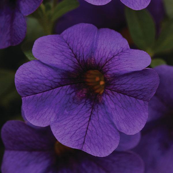 Cabaret<sup>®</sup> Deep Blue Bloom