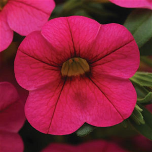 Cabaret<sup>®</sup> Hot Pink Bloom