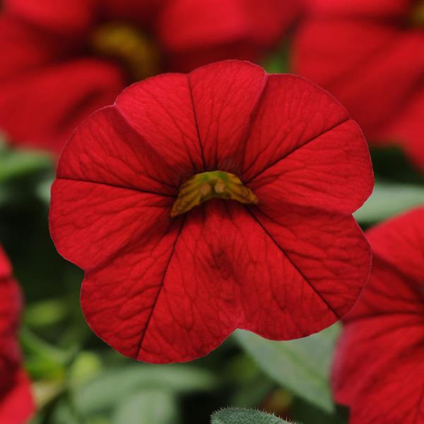 Cabaret<sup>®</sup> Bright Red Bloom