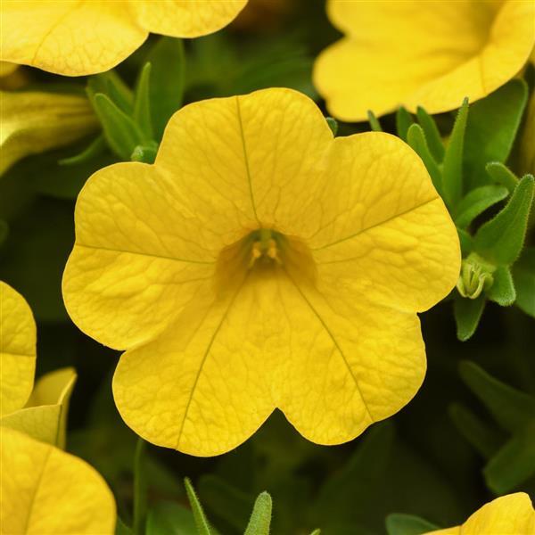 Cabaret<sup>®</sup> Yellow Bloom