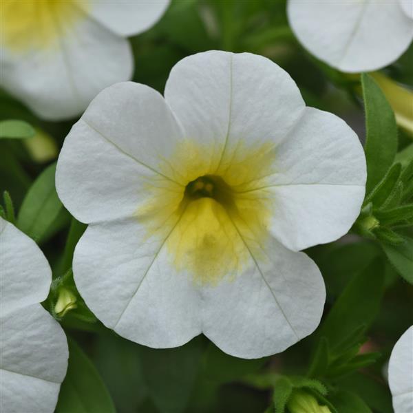 Cabaret<sup>®</sup> Frosty Lemon Bloom