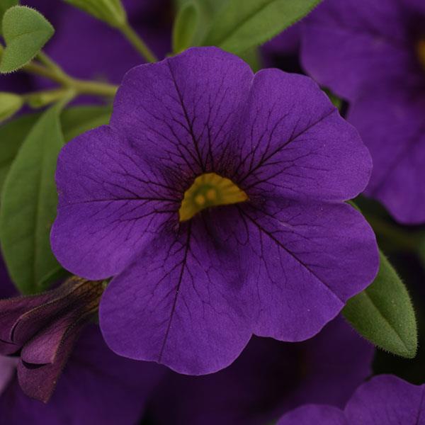 Cabaret<sup>®</sup> Midnight Blue Bloom