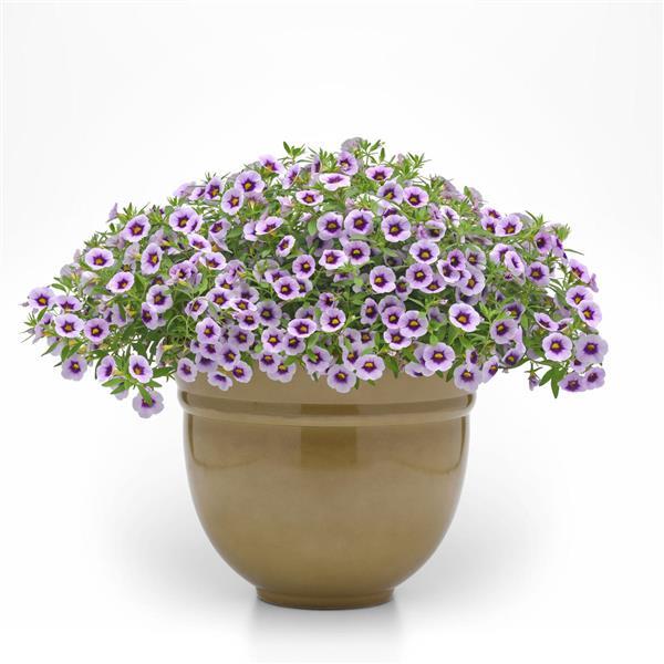 Cabaret<sup>®</sup> Lavender Kiss Container