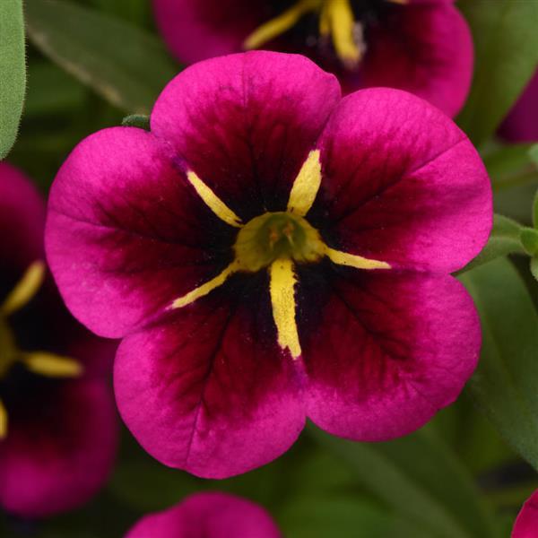 Cabaret<sup>®</sup> Good Night Kiss Bloom