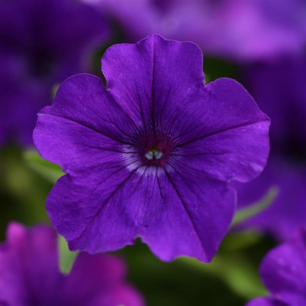 ColorRush™ Blue Bloom