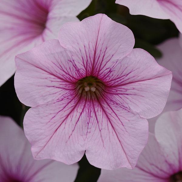 ColorRush™ Pink Vein Bloom