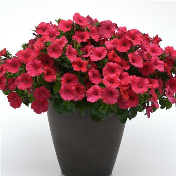 ColorRush™ Watermelon Red Container