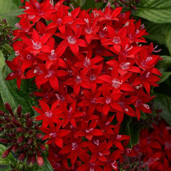 Lucky Star<sup>®</sup> Dark Red Bloom