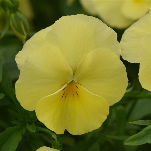 Cool Wave<sup>®</sup> Lemon Bloom