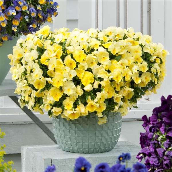 Cool Wave<sup>®</sup> Lemon Container
