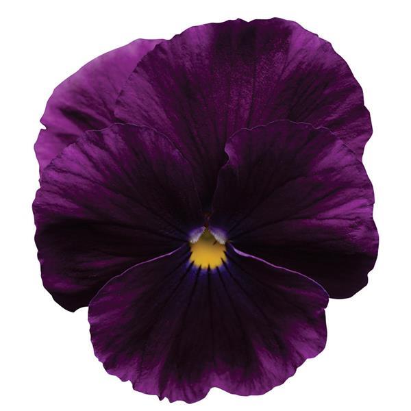 Cool Wave<sup>®</sup> Purple Bloom