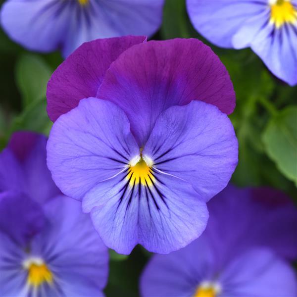 Cool Wave<sup>®</sup> Violet Blue Bloom
