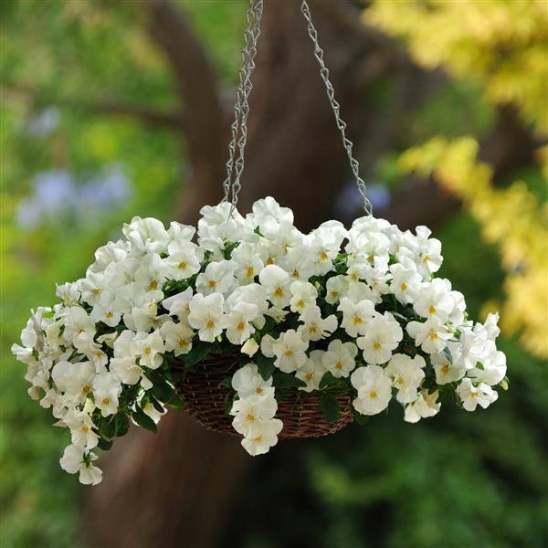 Cool Wave<sup>®</sup> White Basket