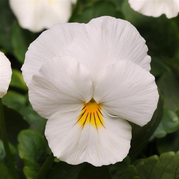 Cool Wave<sup>®</sup> White Bloom