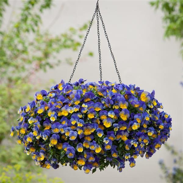 Cool Wave<sup>®</sup> Morpho Basket
