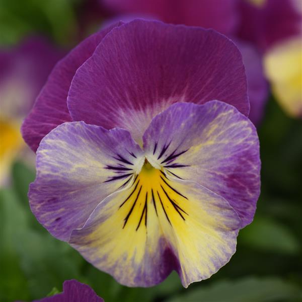 Cool Wave<sup>®</sup> Raspberry Swirl Bloom