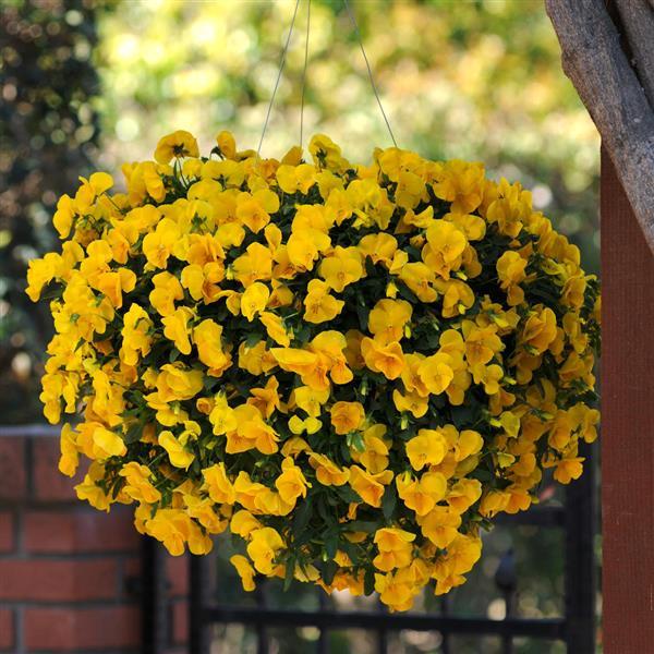 Cool Wave<sup>®</sup> Golden Yellow Basket