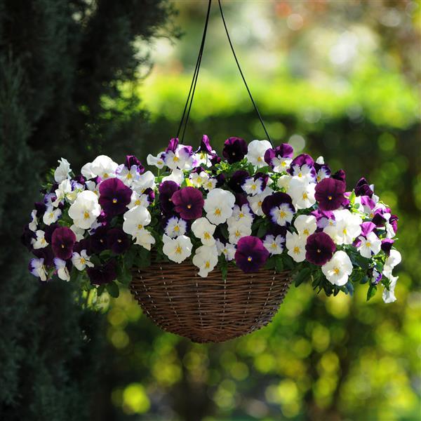 Cool Wave<sup>®</sup> Berries 'N Cream Mixture Basket