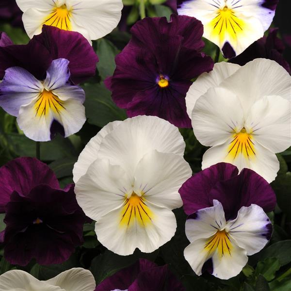 Cool Wave<sup>®</sup> Berries 'N Cream Mixture Bloom