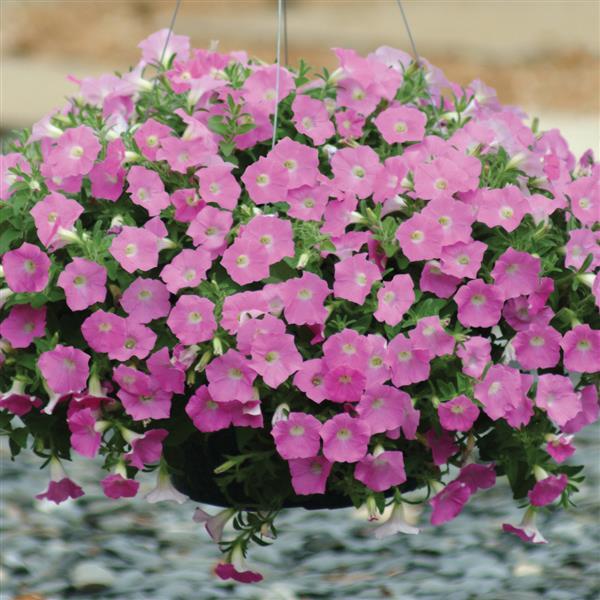 Shock Wave<sup>®</sup> Pink Shades Basket
