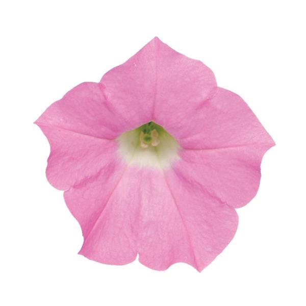 Shock Wave<sup>®</sup> Pink Shades Bloom