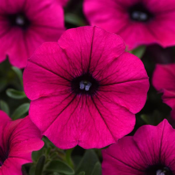 Shock Wave<sup>®</sup> Deep Purple Bloom