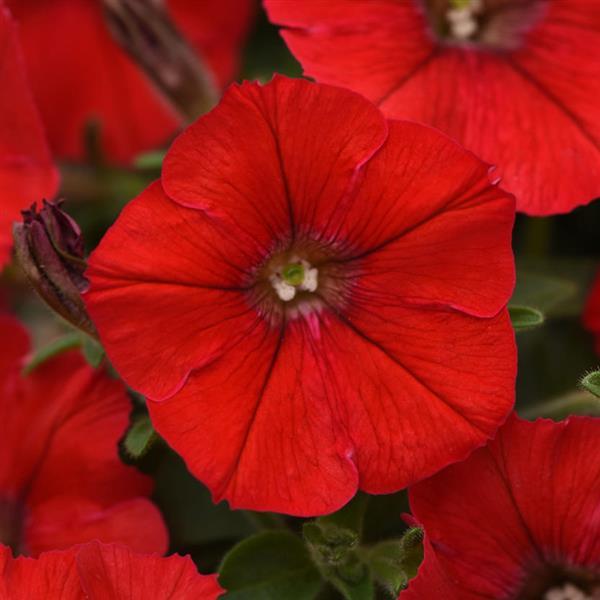 Shock Wave<sup>®</sup> Red Bloom