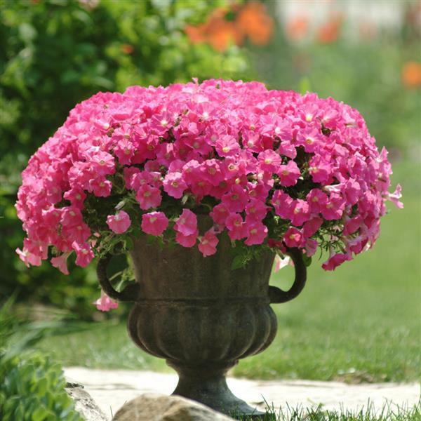 Shock Wave<sup>®</sup> Rose Container