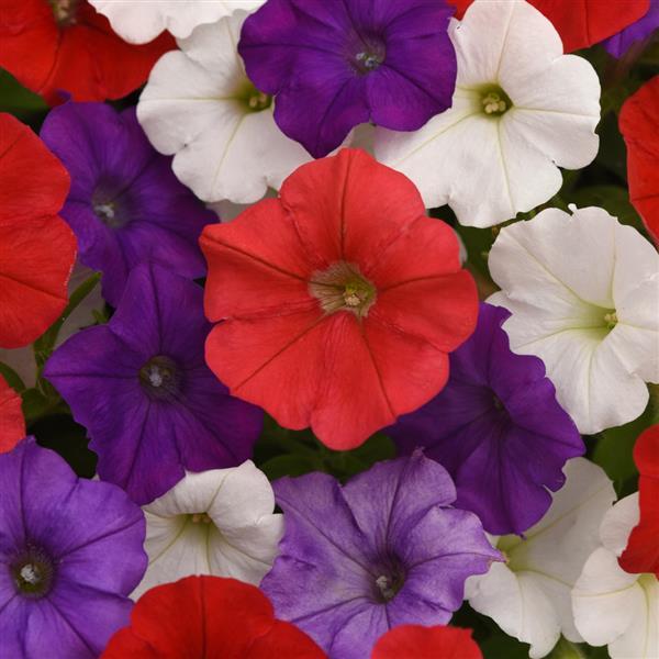 Shock Wave<sup>®</sup> Volt Mixture Bloom