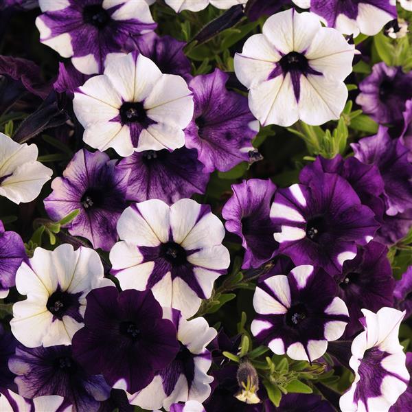 Shock Wave<sup>®</sup> Purple Tie Dye Bloom