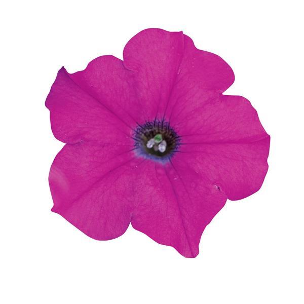 Wave<sup>®</sup> Lavender Bloom